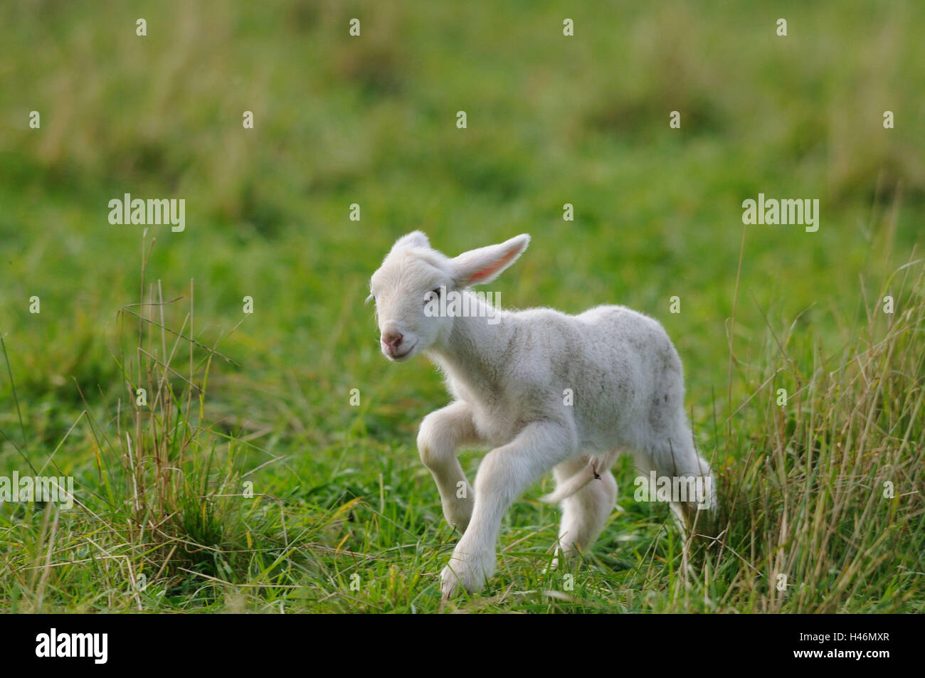 Domestic sheep, Ovis orientalis aries, lamb, front view, jumping, looking at camera, Stock Photo