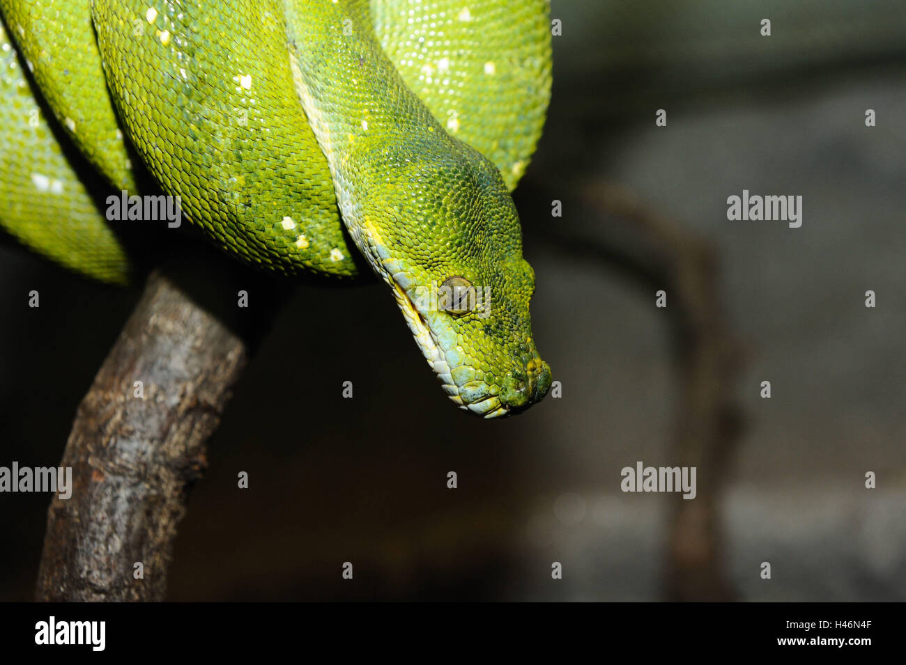 Green tree python, Morelia viridis, side view, half portrait Stock ...