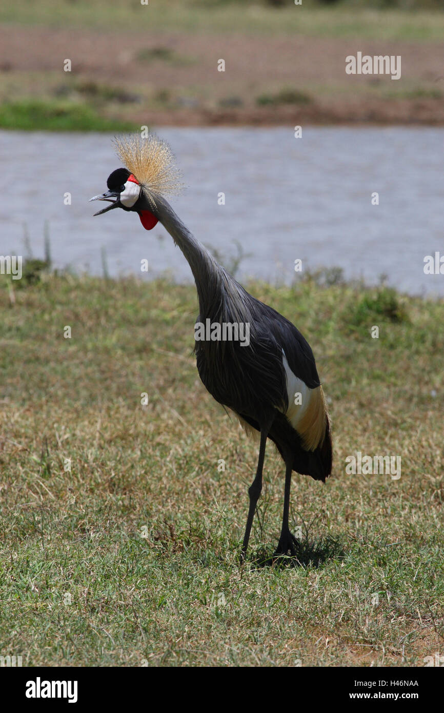 Crown crane shouts in the water hole, Stock Photo