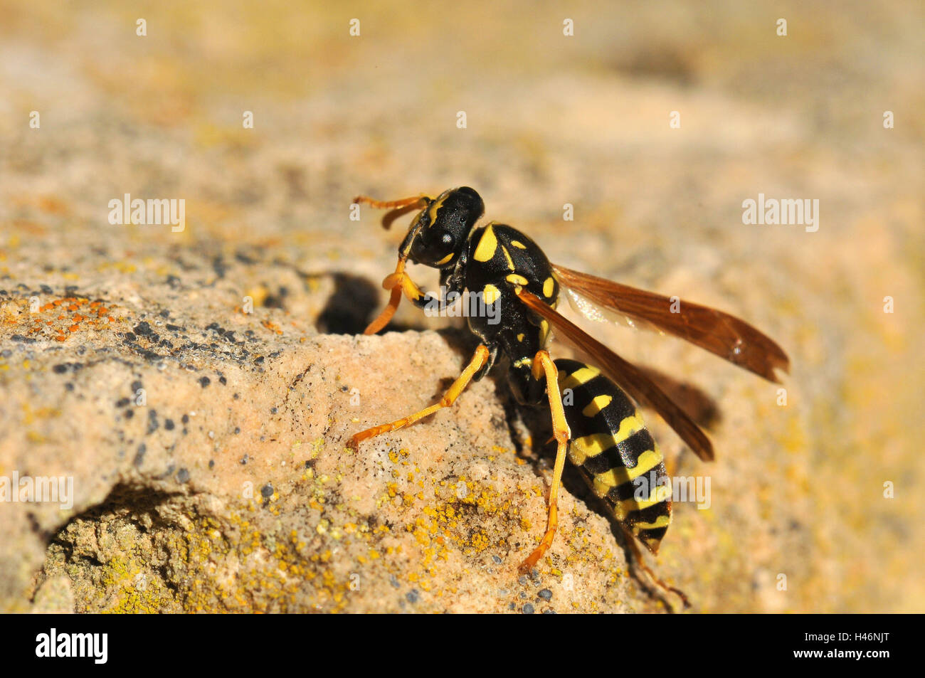 French field wasp cleans her sensors, Stock Photo