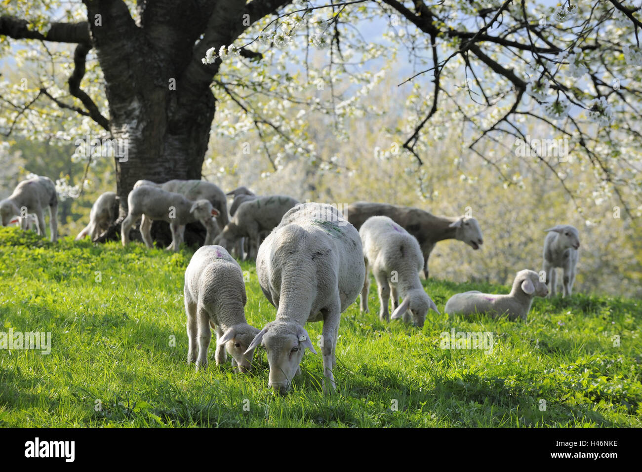 Meadow, sheep, graze, cherry trees, Stock Photo