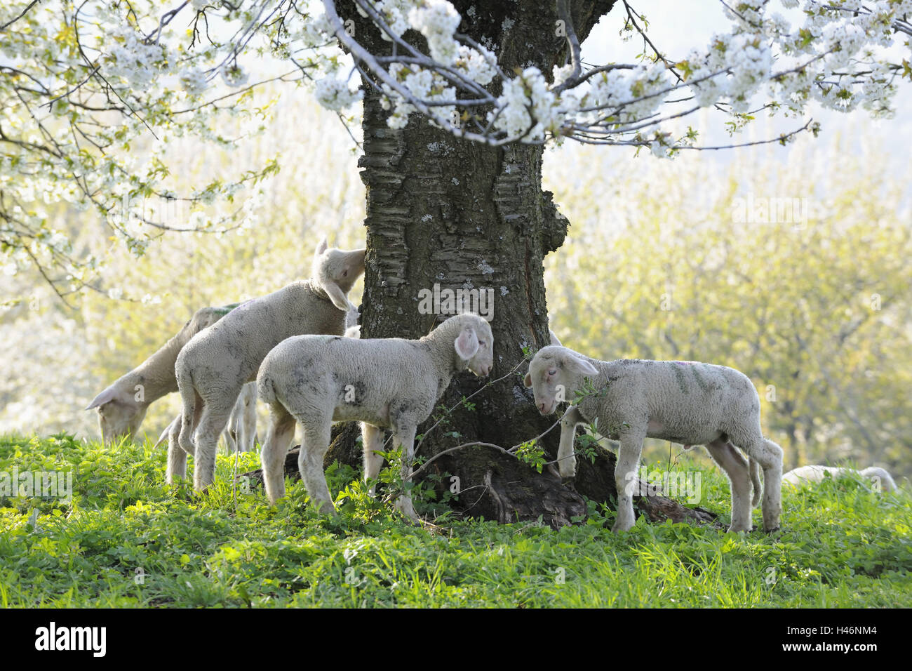 Meadow, sheep, young animals, graze, Stock Photo