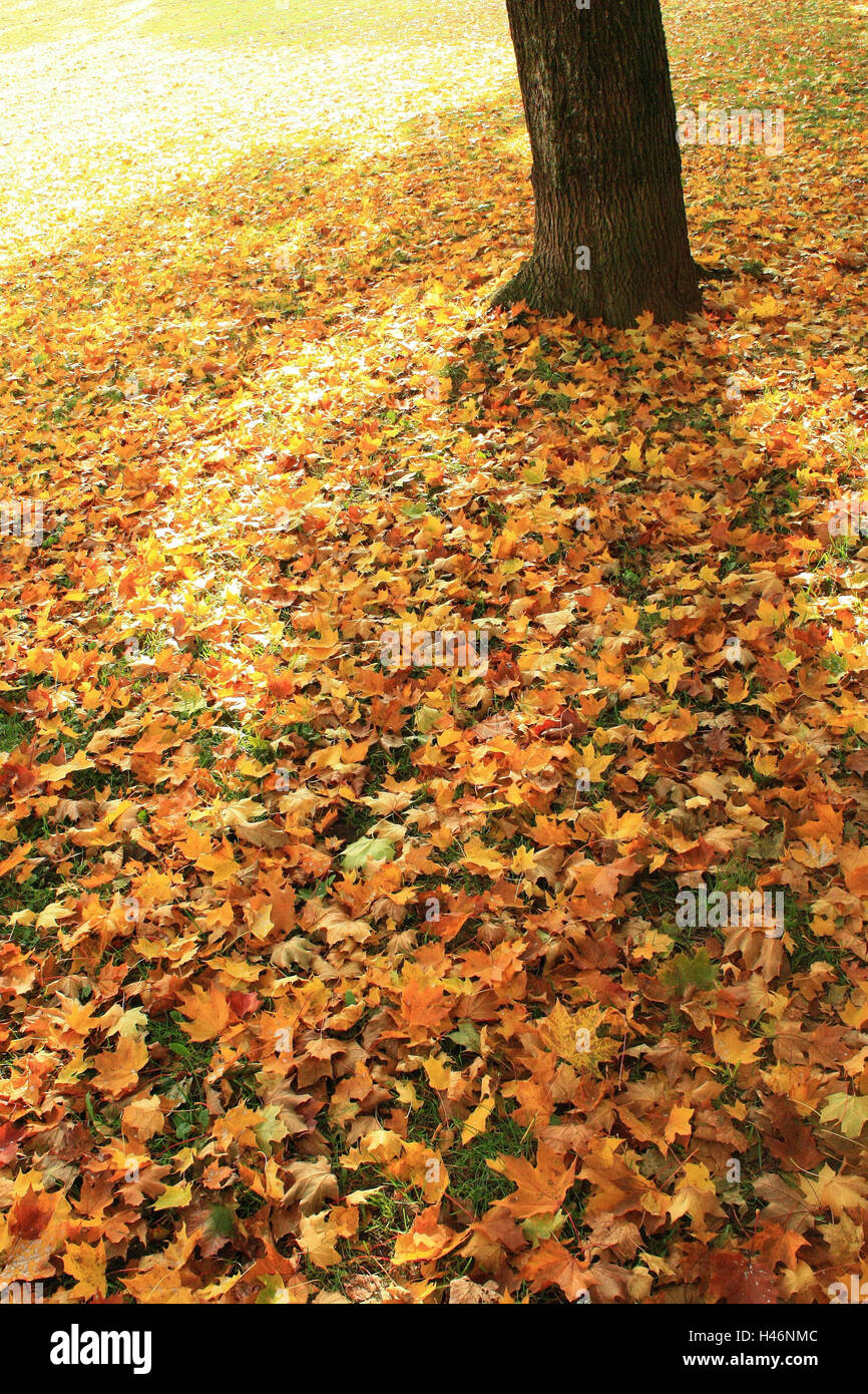 Rustle Foliage Leaves rustle hi-res stock photography and images - Alamy