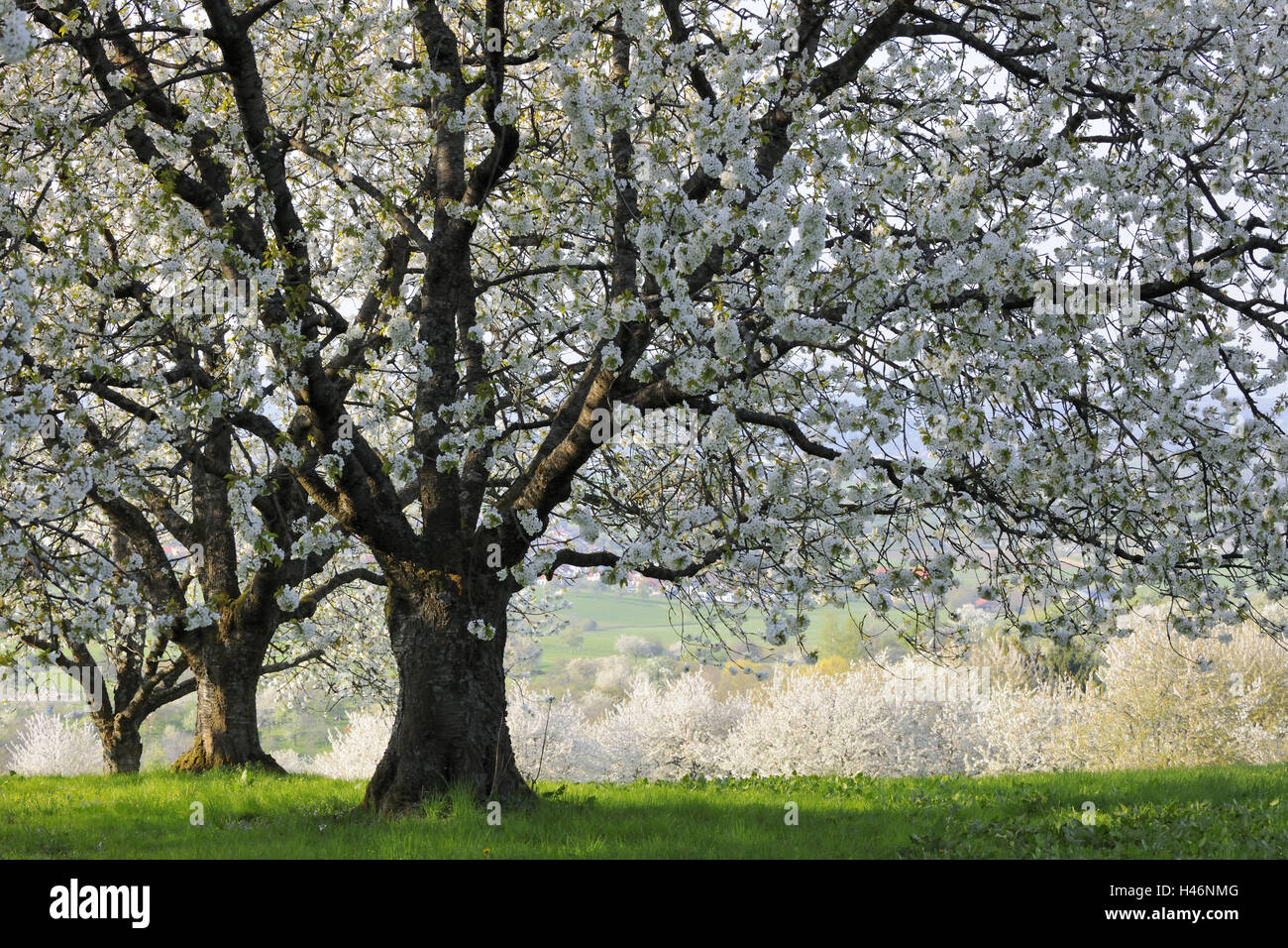 Meadow, cherry trees, blossom Stock Photo - Alamy