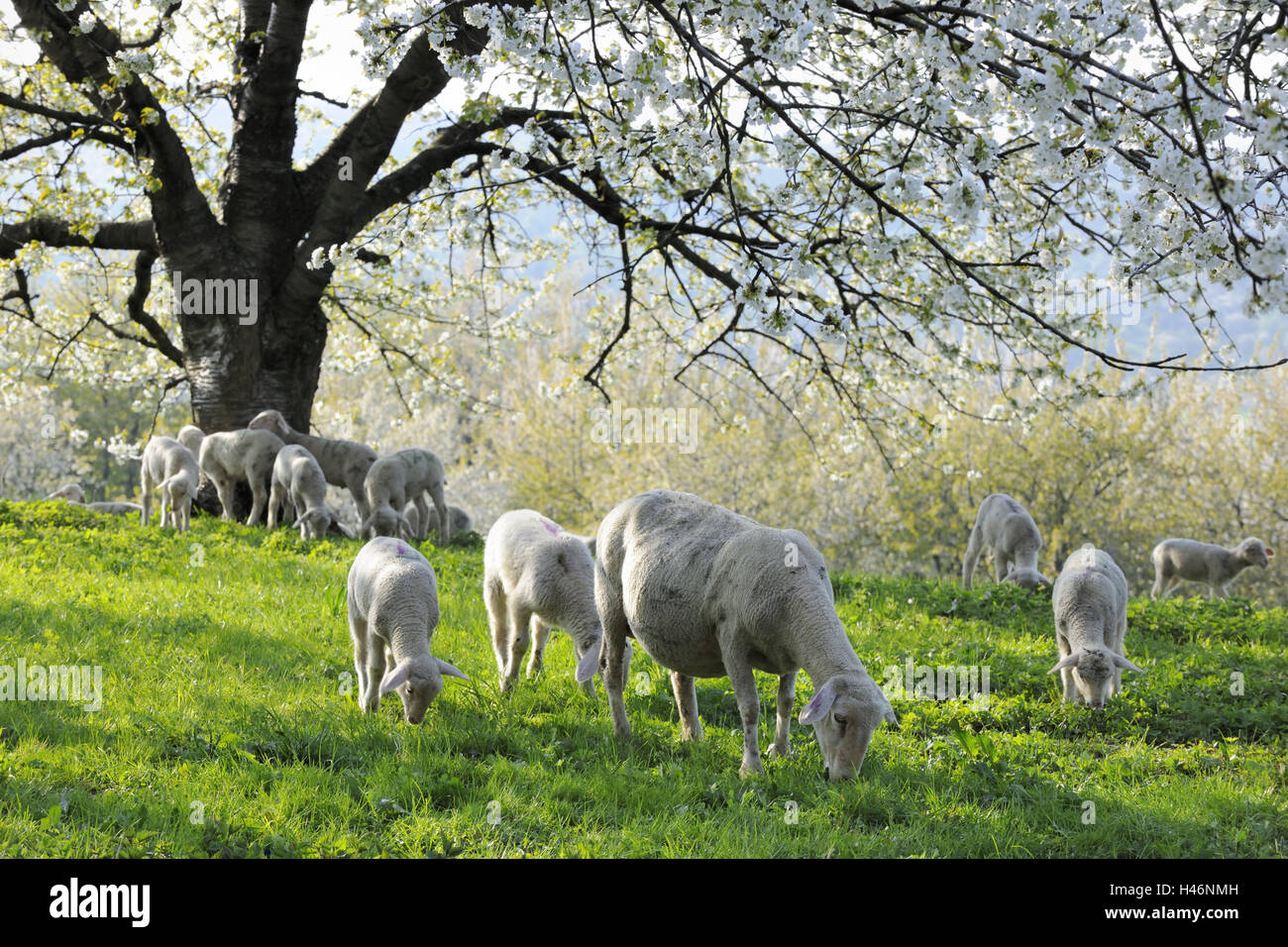 Meadow, sheep, graze, put out to pasture cherry trees, trees, breeding, sheep farming, benefit animals, animals, keeping pets, breeding, cattle breeding, nature, wool, wool animals, young animals, lambs, cherry tree, blossom, Stock Photo