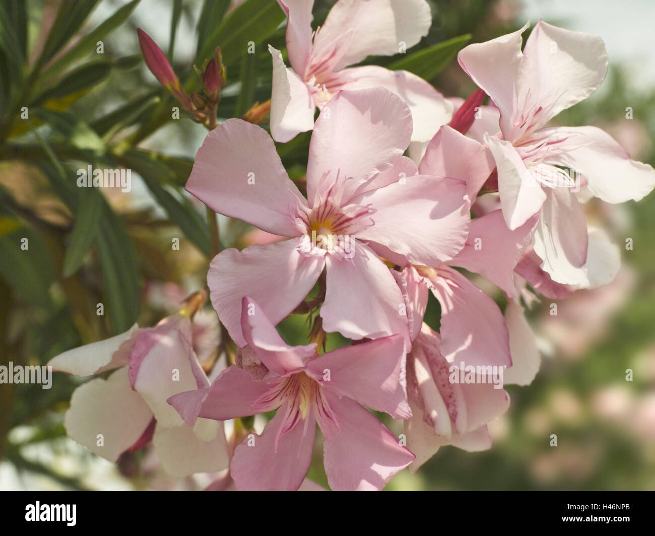 Oleander, blossoms, Nerium oleander, close up, Stock Photo