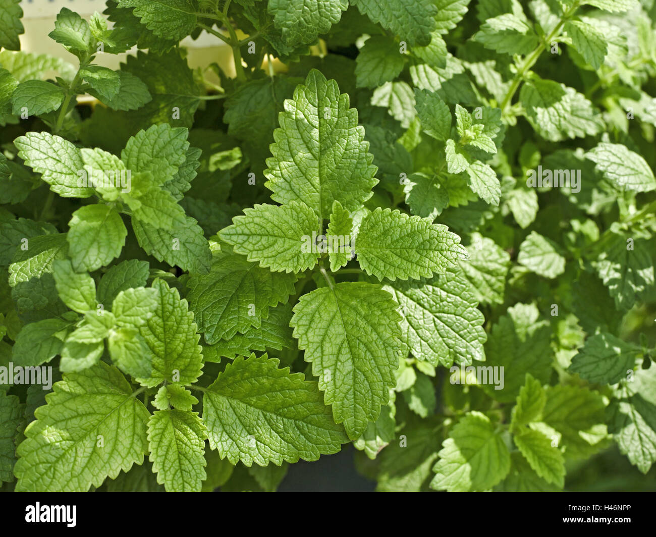 Lemon balm, Melissa officinalis, mint family, Lamiaceae, balm leaves, garden, Stock Photo