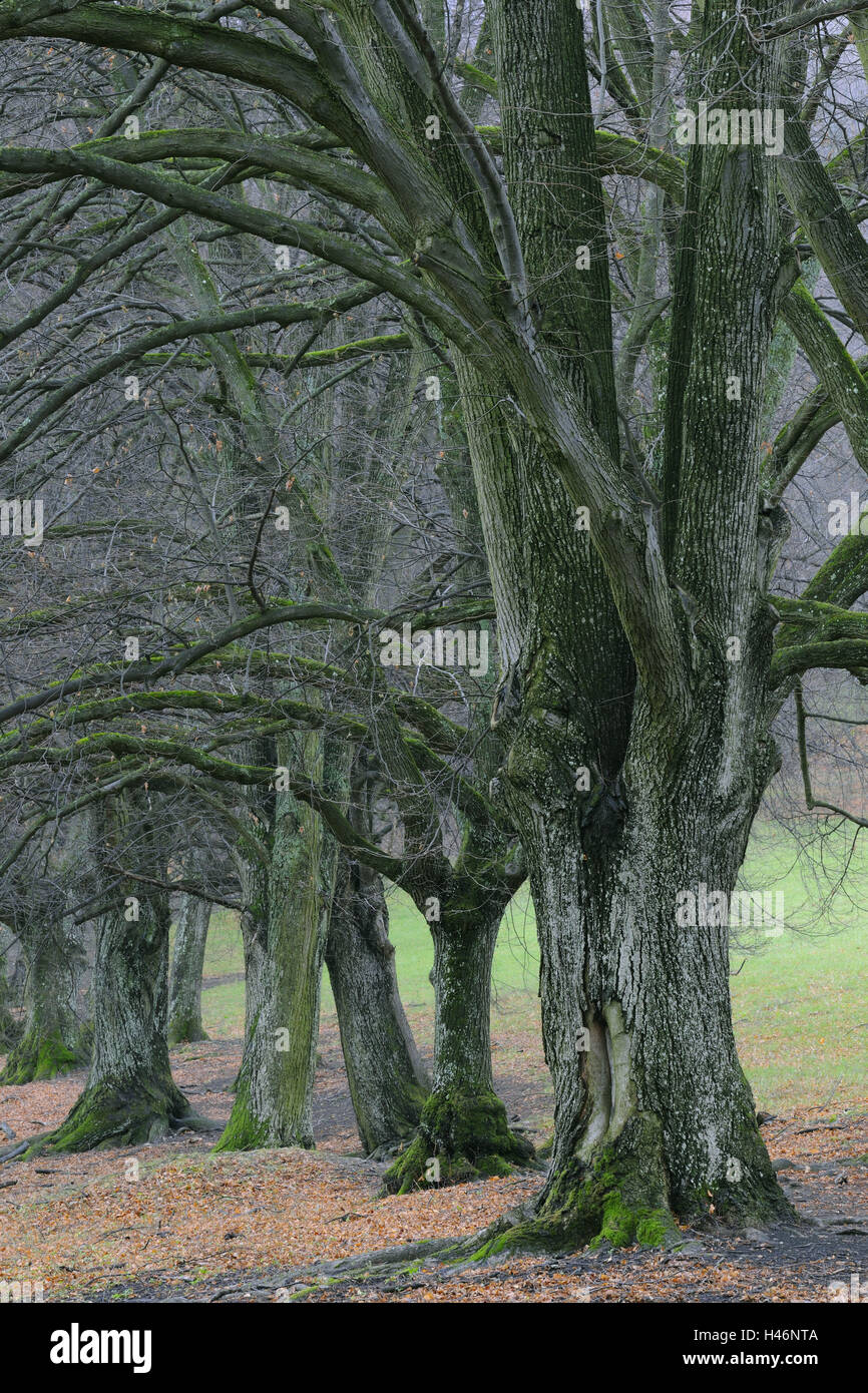 Summer lime-trees, Tilia platyphyllos, Stock Photo