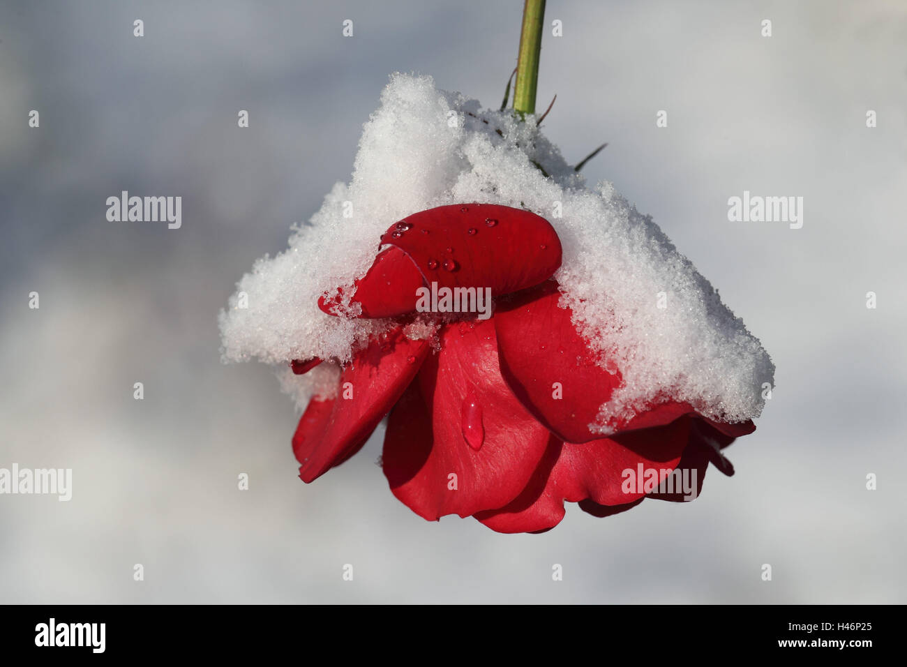 Red rose with snow Stock Photo Alamy