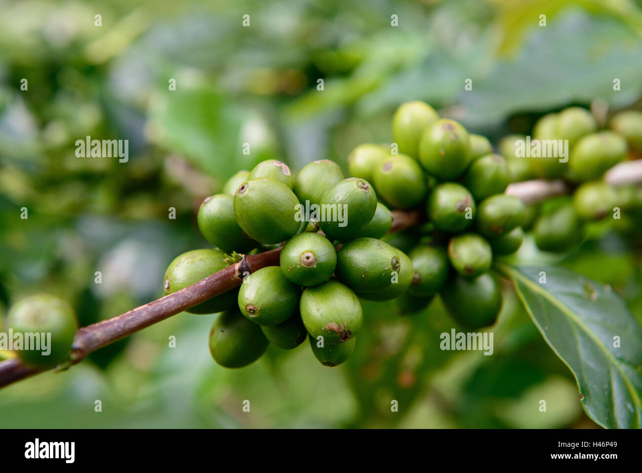 Kaffeebohnen | Coffee beans Stock Photo