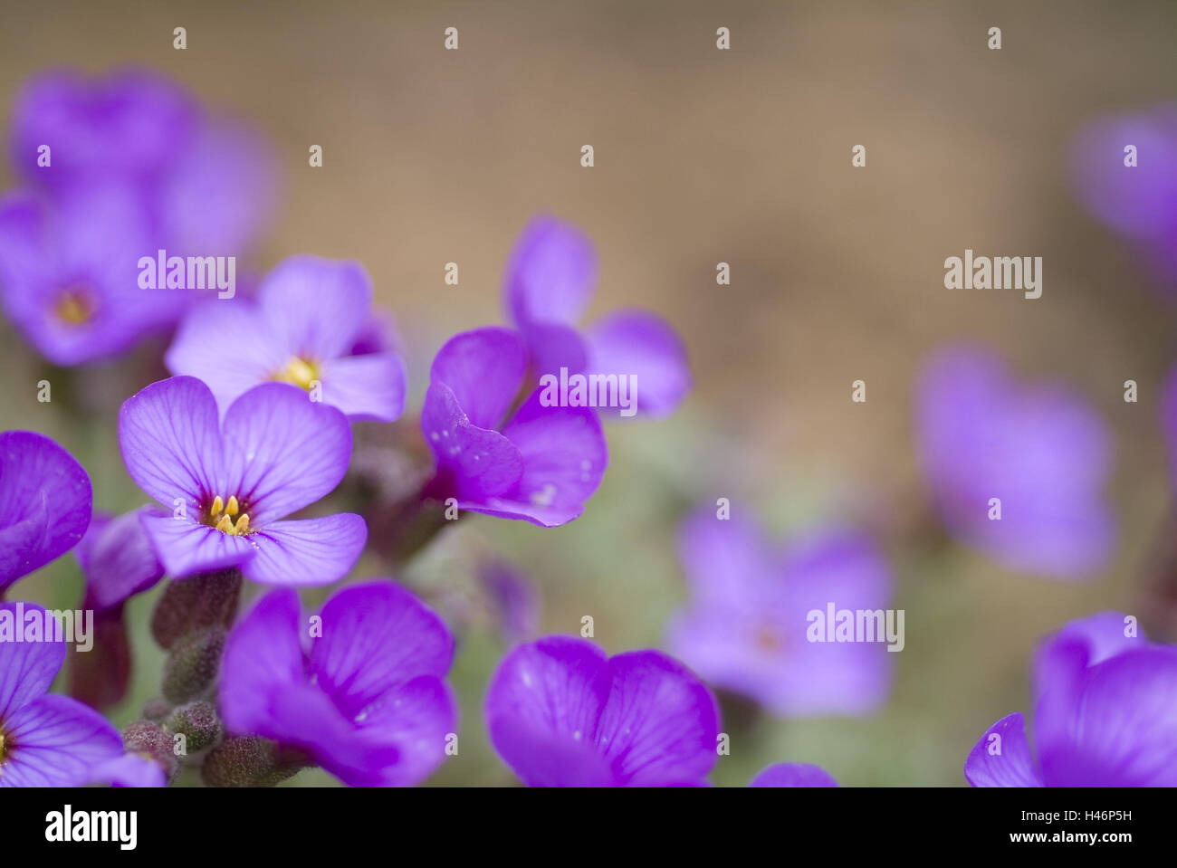 Blue cushions, Aubrieta x cultorum, sharpness, blossoms, close up, background blur, Stock Photo