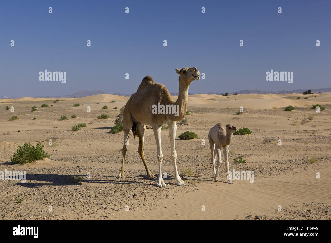 Dromedary Mare Young Animal Desert Camel Animal Baby - 