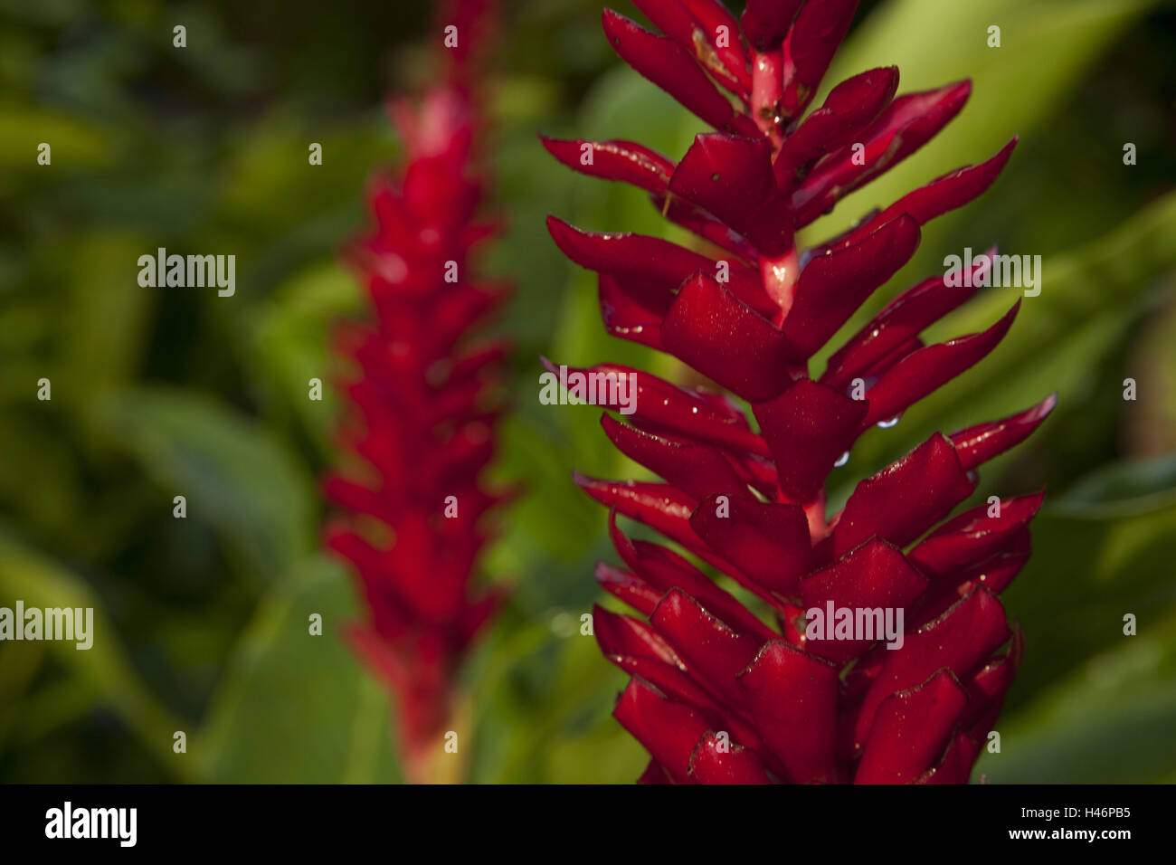 Ginger plant, Zingiberaceae, Alpinia purpurata, province Alajuela, Costa Rica, volcano Arenal national park, Stock Photo