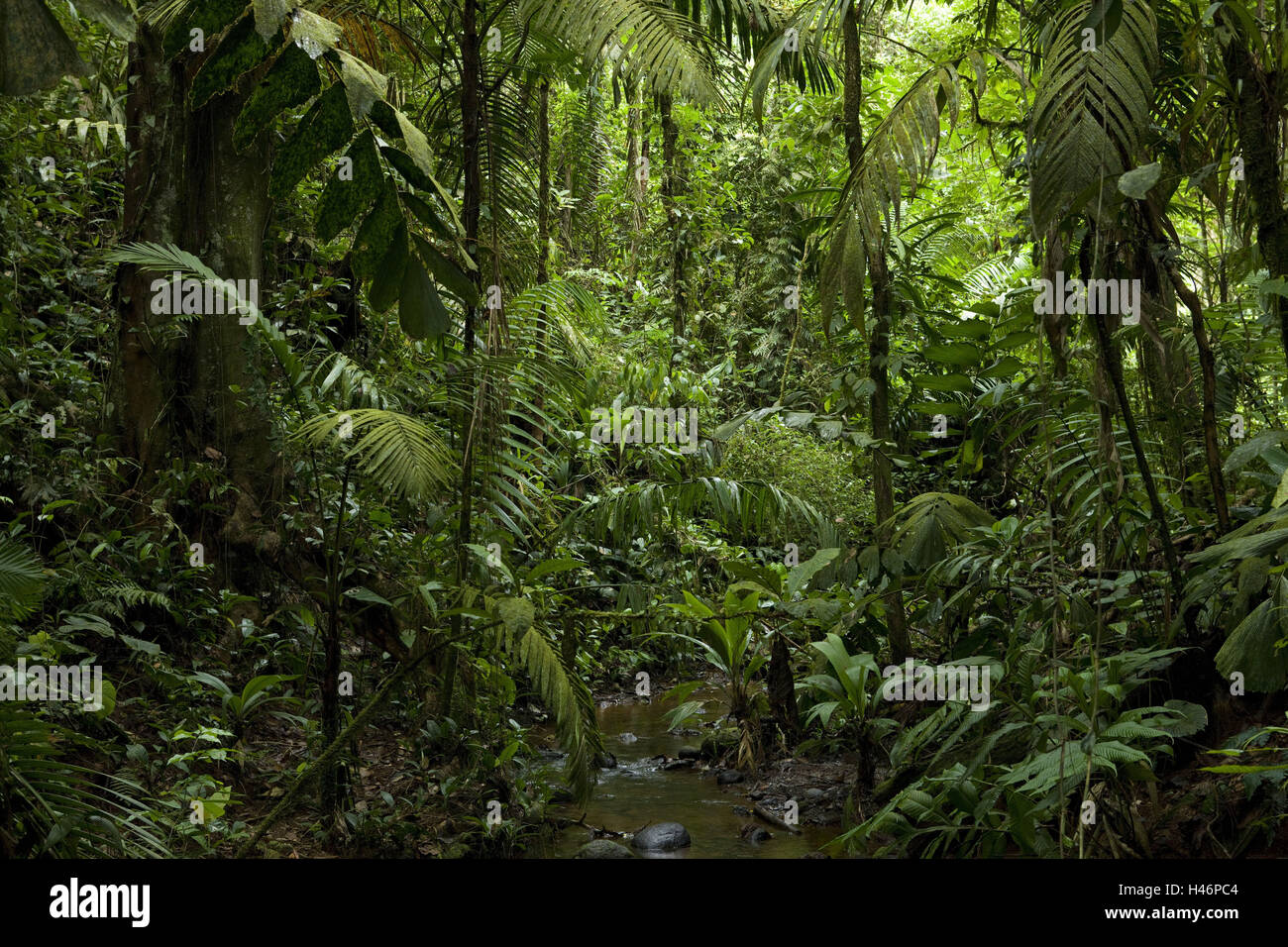 Province Heredia, Costa Rica, Tirimbina rainforest reserve, Stock Photo