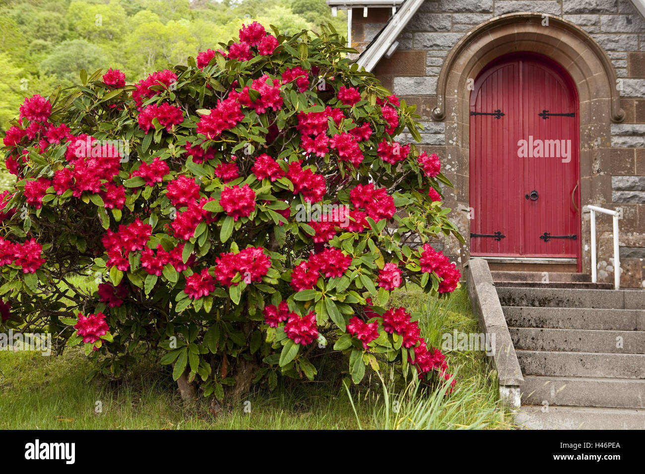 Argyll and Bute, Loch Linneh, place Onich, Nether Lochaber Parish Church, front door, red rhododendron, Stock Photo