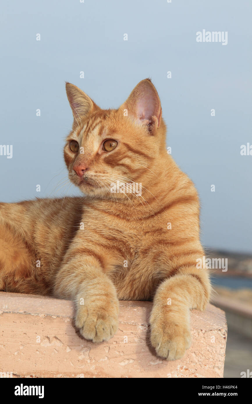 Domestic cat, wall, lie, cyprus, greece, red, animal Stock Photo