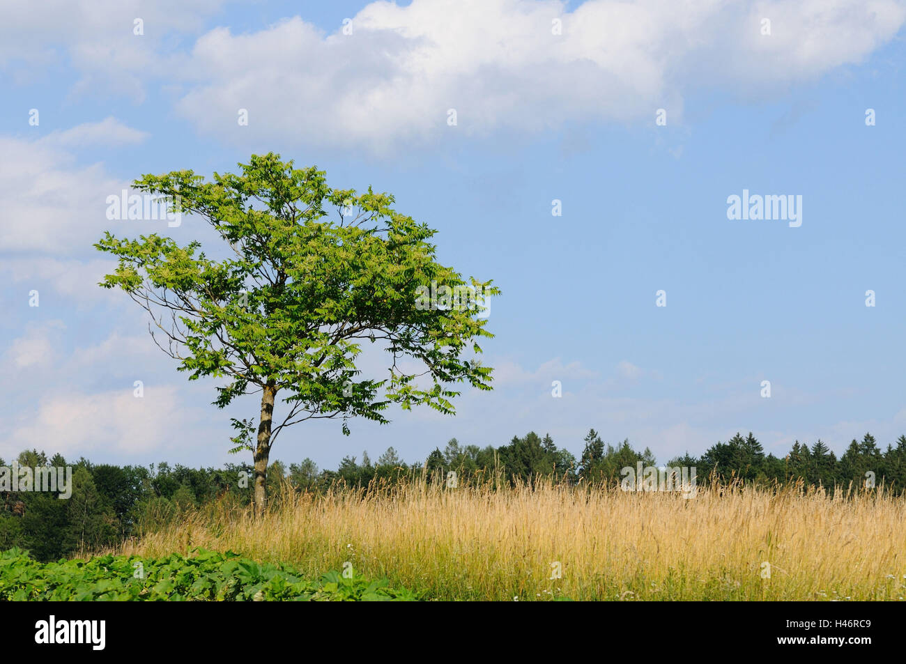 Vinegar tree, Rhus hirta, tree, scenery, Austria, Stock Photo