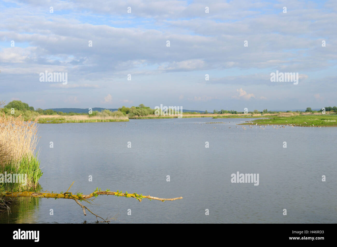 Altmuehl lake, Muhr in the lake, water, sunshine, clouds, Germany, Bavarians, Stock Photo