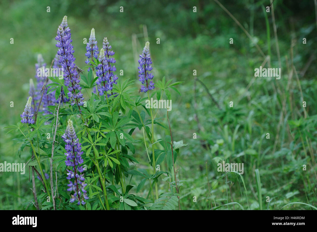 Blue lupin, Lupinus angustifolius, pink, blossom, focus on the foreground, Germany, Stock Photo