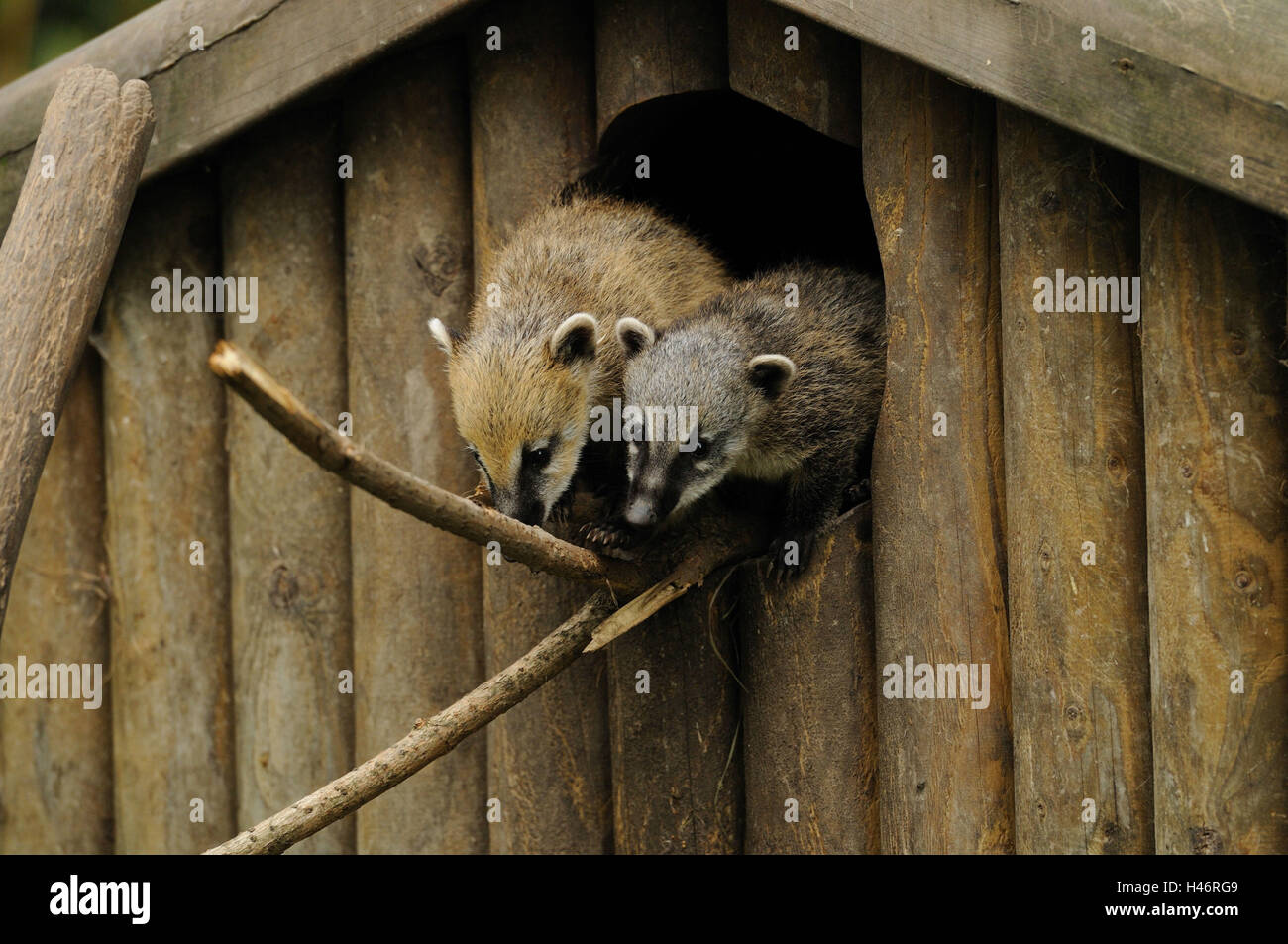 South American coatis, Nasua nasua, young animals, Stock Photo