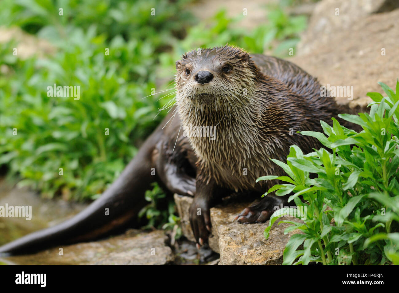 Northern river otter, Lutra canadensis, rock, front view, lying, looking at camera, Stock Photo