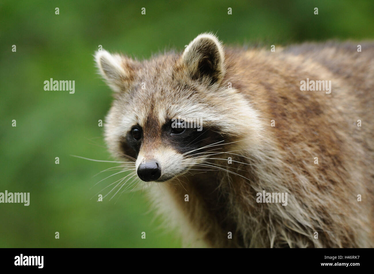 Side View Racoon Racoon, Procyon lotor, half portrait, side view Stock Photo - Alamy