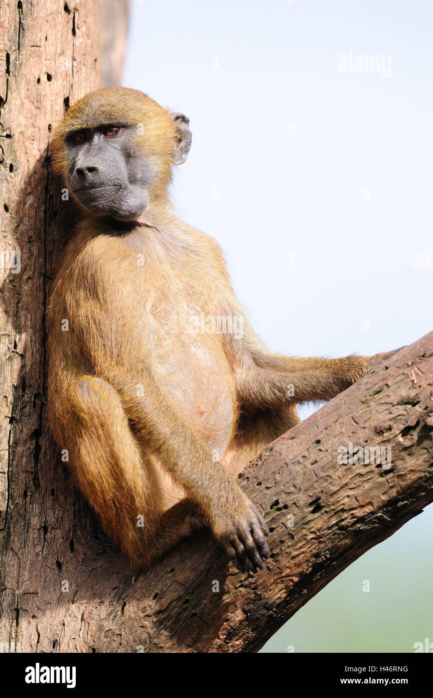 Guinea baboon, Papio papio, young animal, trunk, head-on, sit, focus on the foreground, Stock Photo