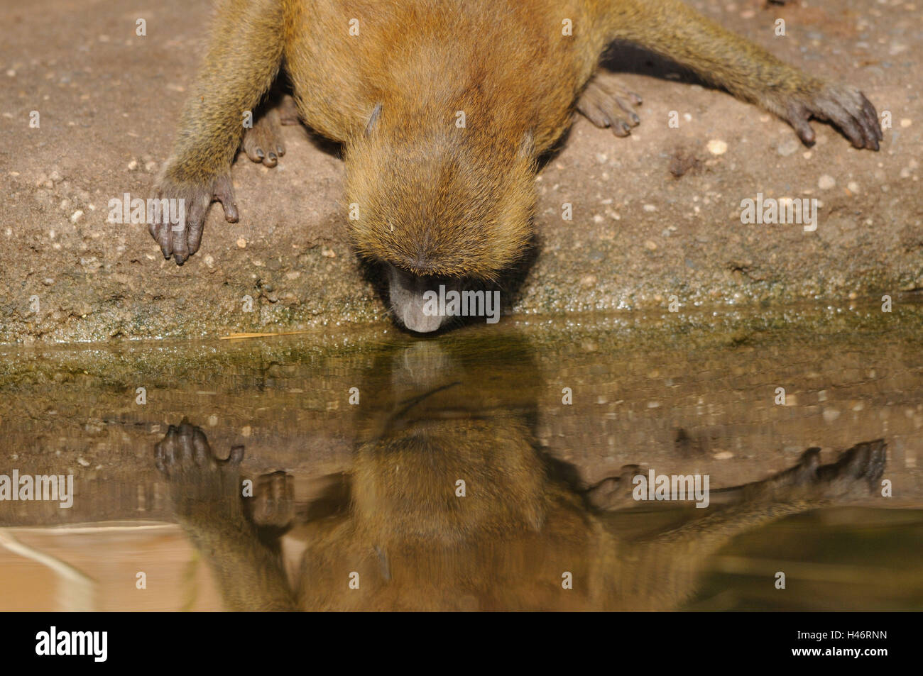 Guinea baboon, Papio papio, half portrait, shore, head-on, sit, drink water, focus to the foreground, Stock Photo