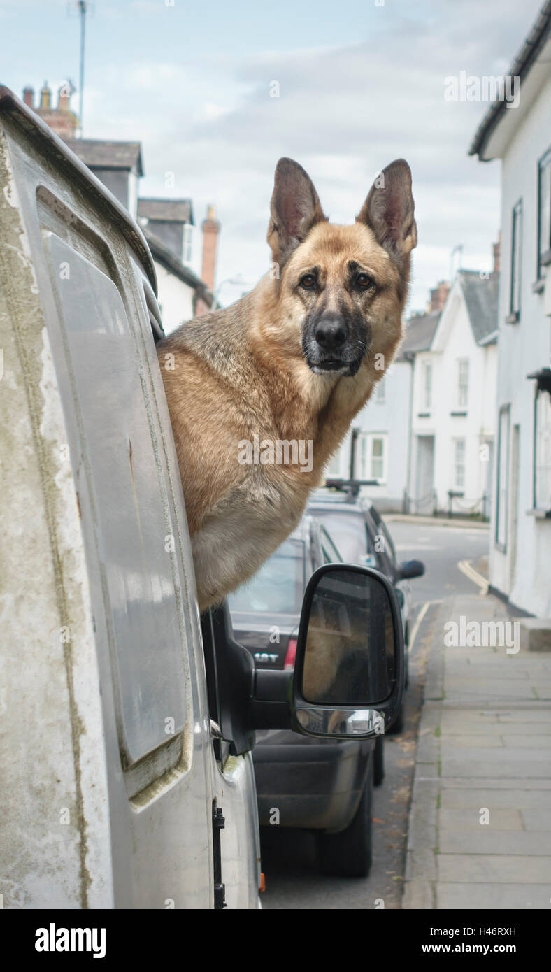 UK. An anxious Alsatian dog (German Shepherd) looking out of the window of a white van, waiting for its owner to return Stock Photo