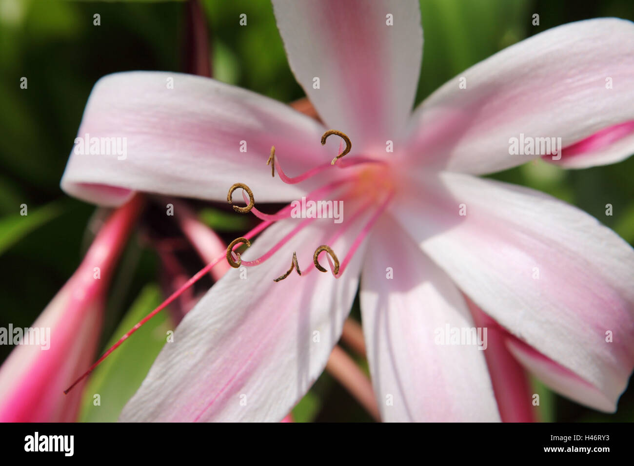 The Seychelles, La Digue, Seychelles lily, pink blossom, close up, Stock Photo
