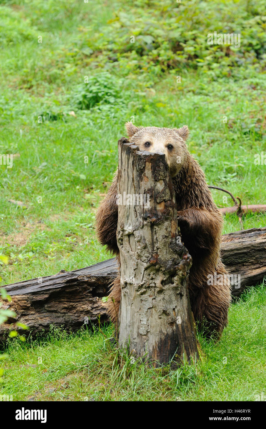 European brown bear, Ursus arctos arctos, trunk, front view, climbing, looking at camera, Stock Photo