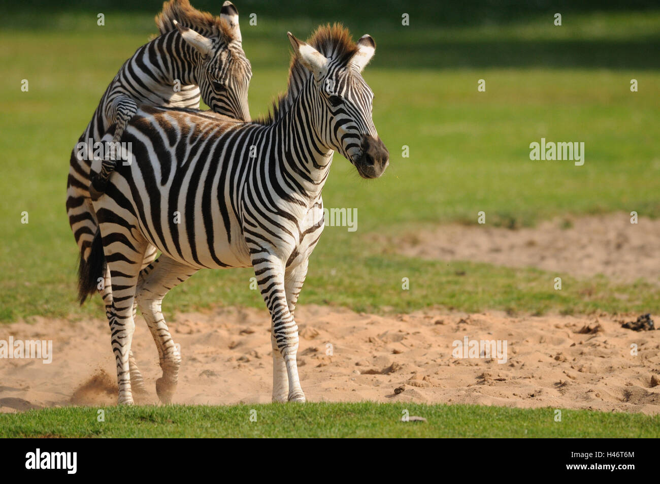 Zebra mating hires stock photography and images Alamy