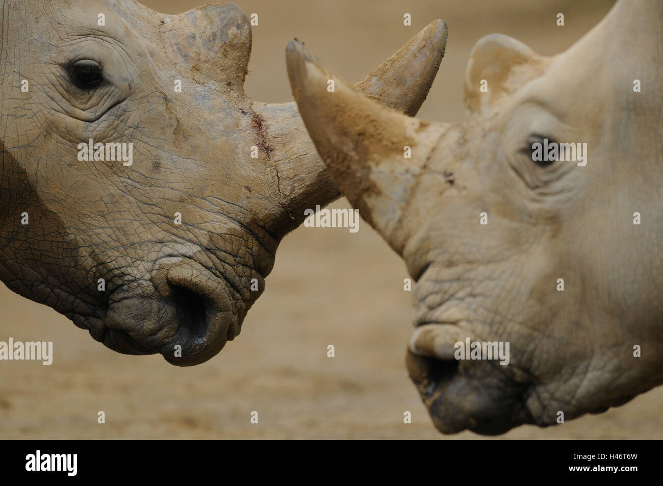 Wide mouth rhinoceroses, Ceratotherium simum simum, portrait, side view, Stock Photo