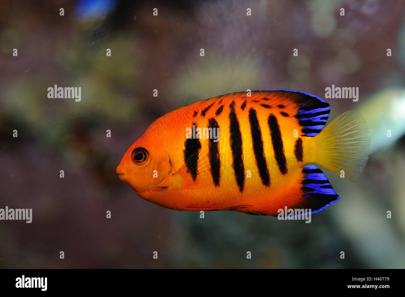 Flame angelfish, Centropyge loricula, underwater, side view, swimming ...