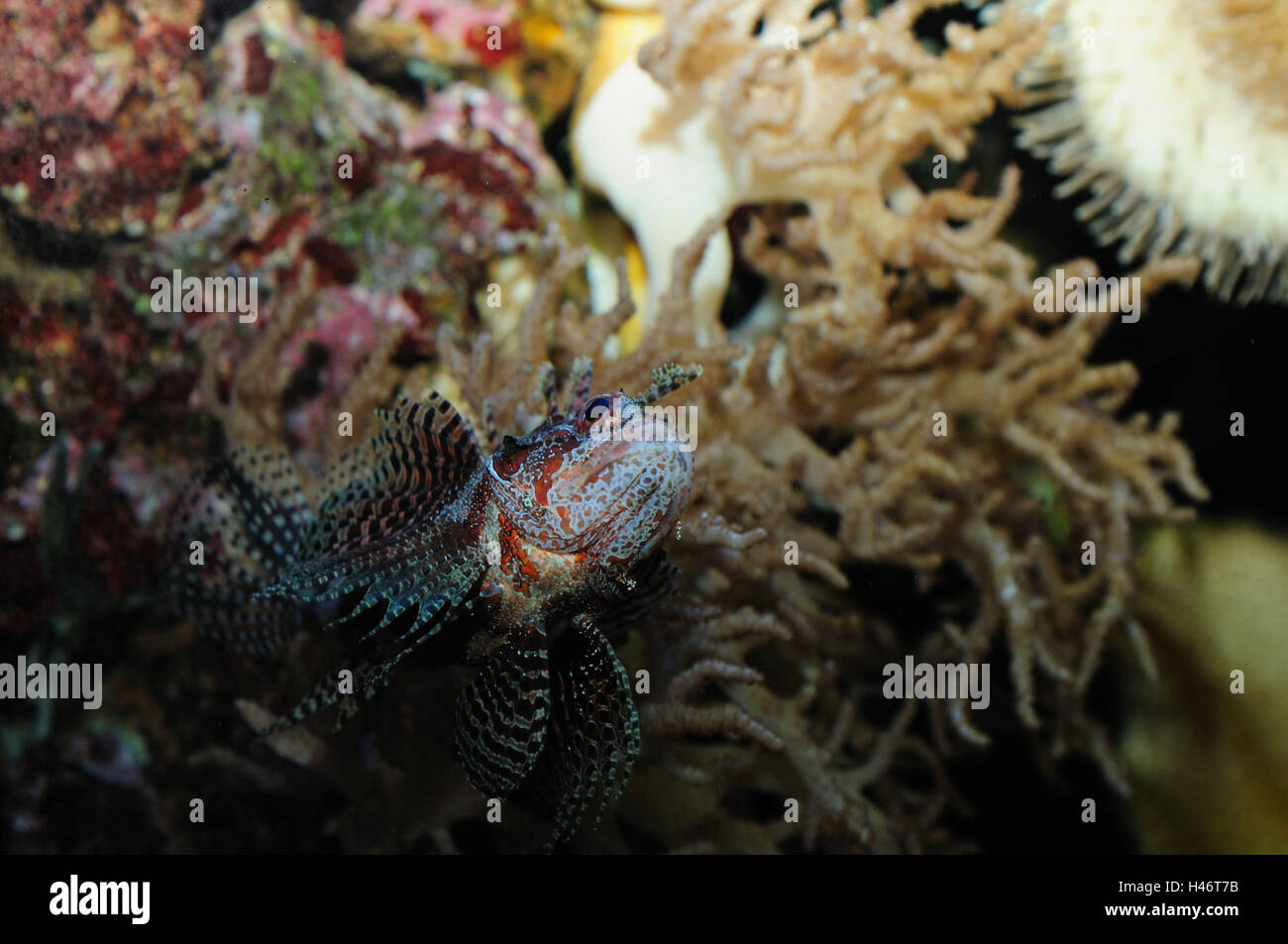 Dwarf lionfish, Dendrochirus brachypterus, underwater, front view, swimming, Stock Photo