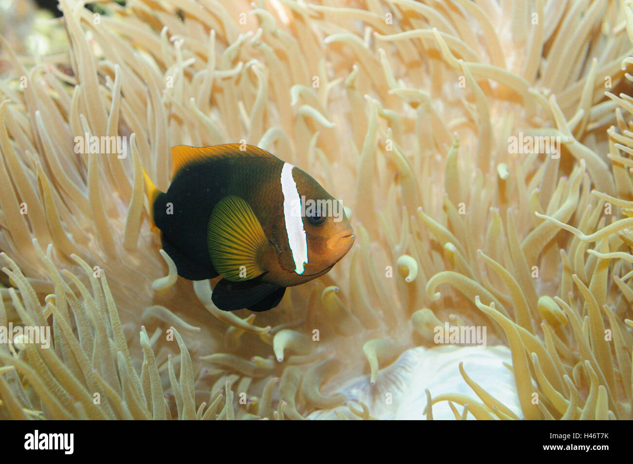 Tomato clownfish, Amphiprion frenatus, underwater, side view, swimming, Stock Photo