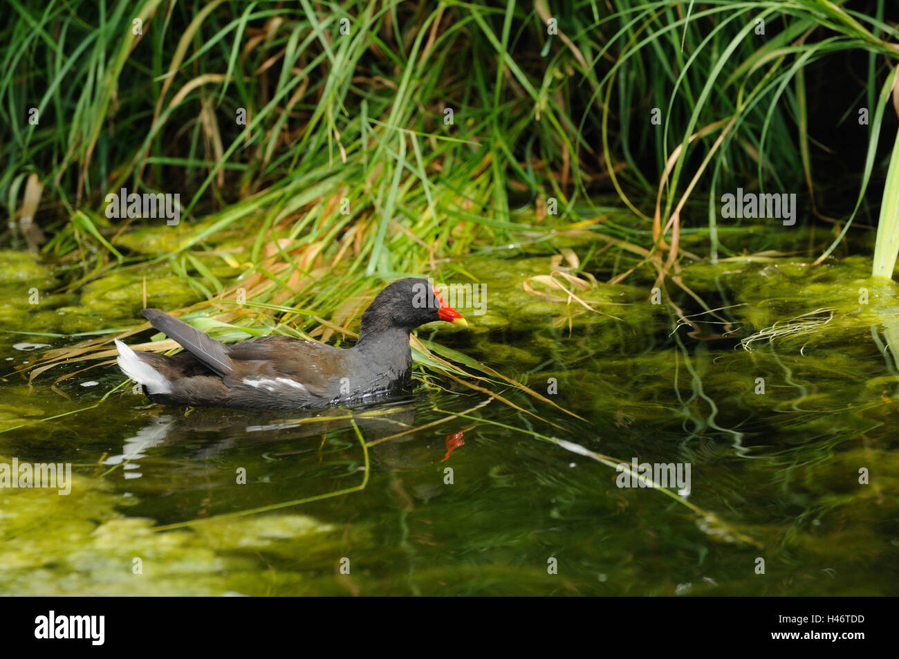 Pond Rallidae, Gallinula chlorine opus, pond, swim, side view, Stock Photo