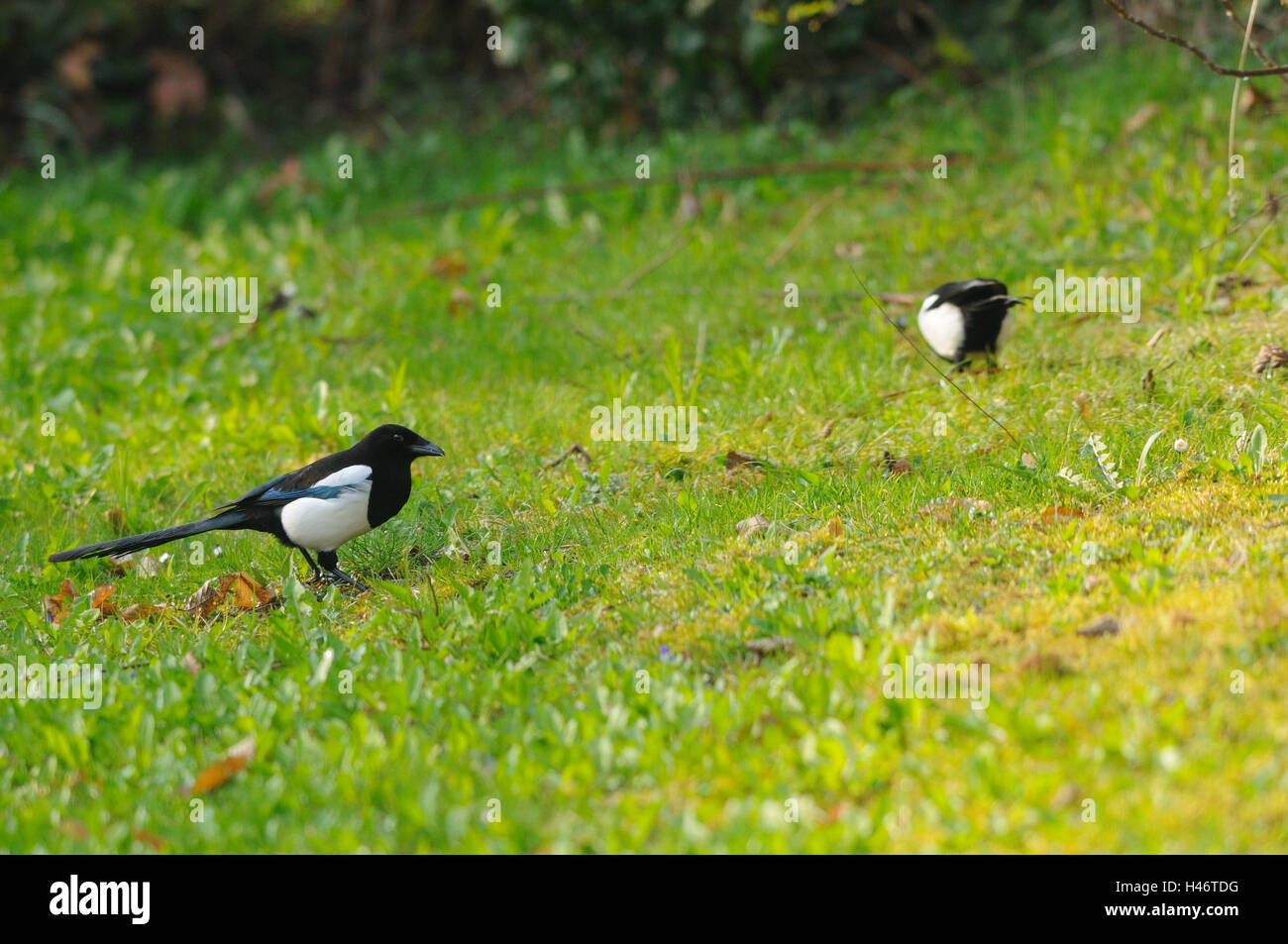 Magpies, Pica pica, meadow, stand, side view, 2, foci on the foreground, Stock Photo