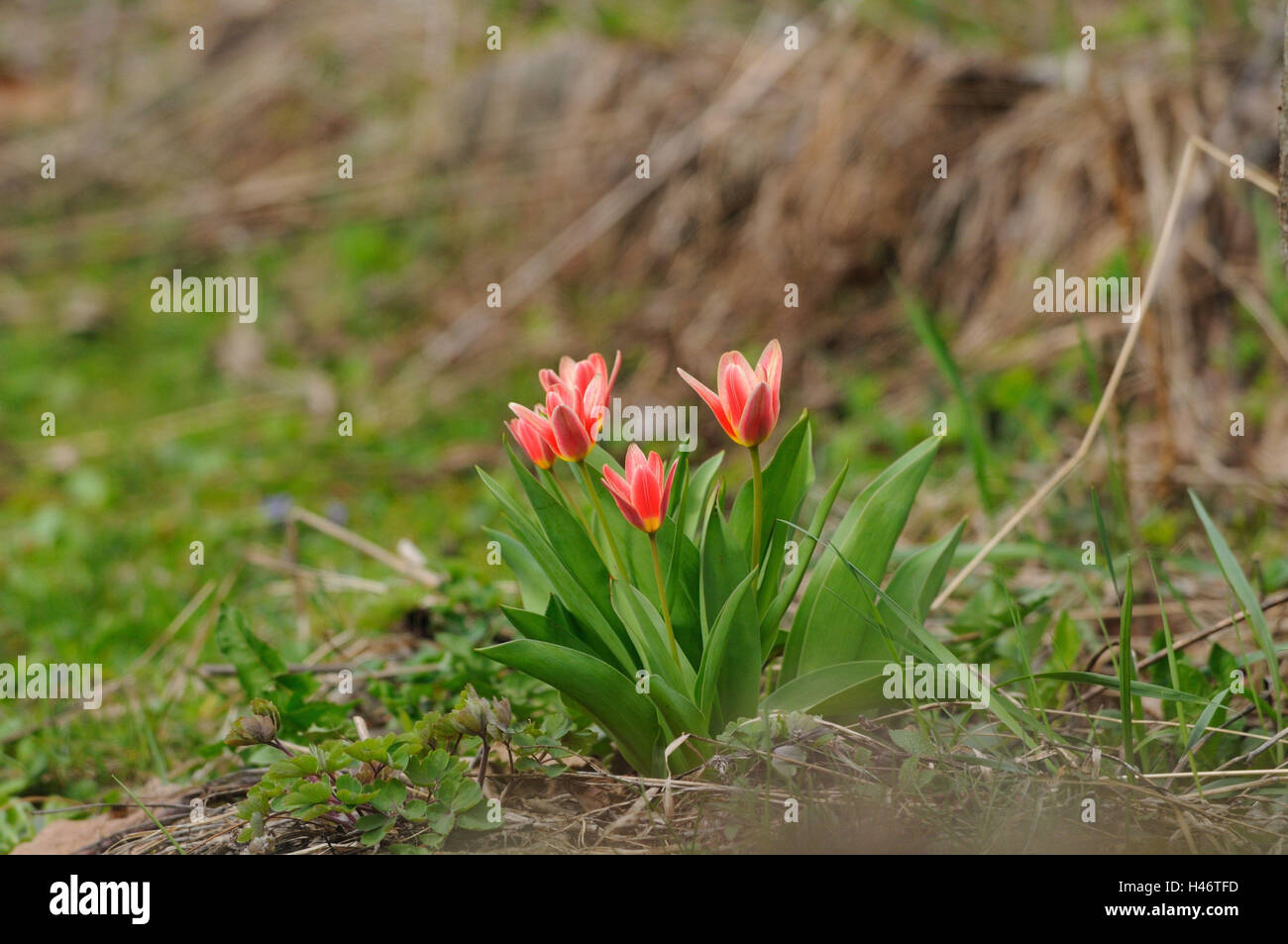 Tulips, Tulipa spec., tulip, orange, blossom, garden, Franconia, Bavaria, Germany, Stock Photo