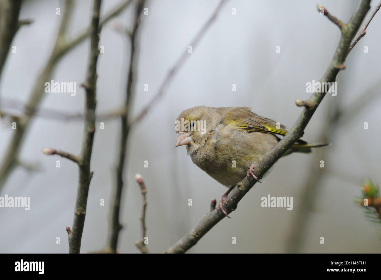 Greenfinch, Carduelis chloris, side view, sit, branch, Stock Photo