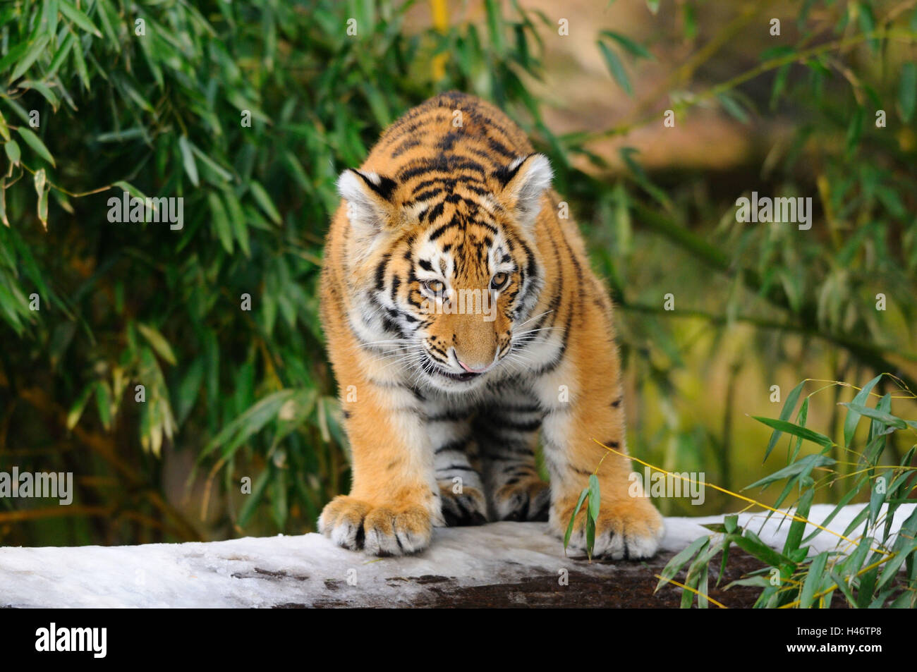 Siberian tiger, Panthera tigris altaica, young animal, trunk, head-on, stand, Stock Photo