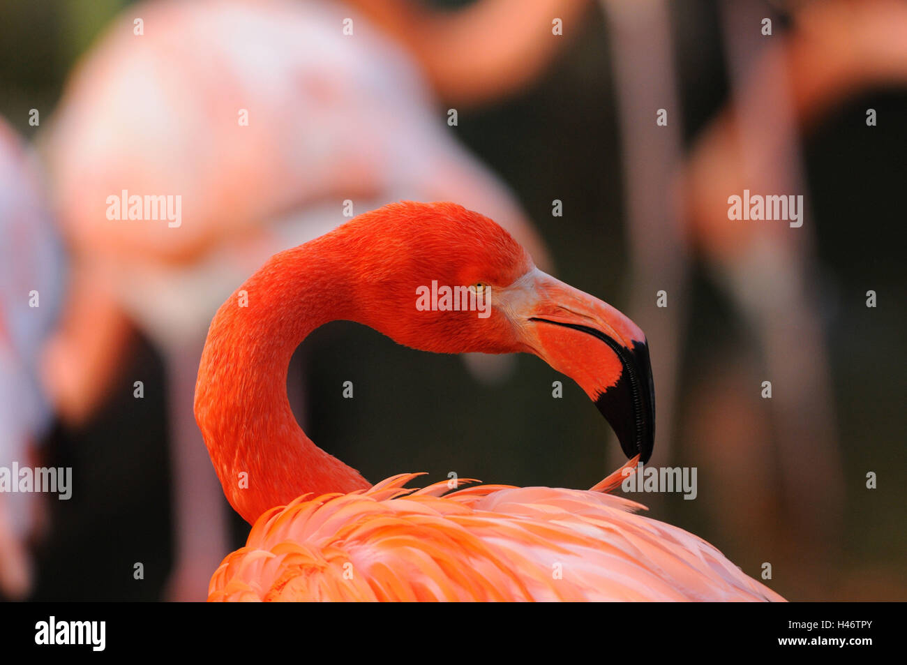 Chile flamingo, Phoenicopterus chilensis, portrait, side view, Stock Photo