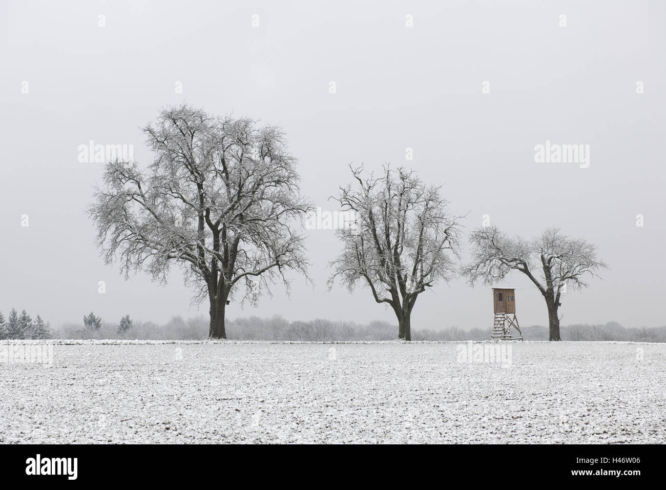 Fruit-trees in winter, Stock Photo