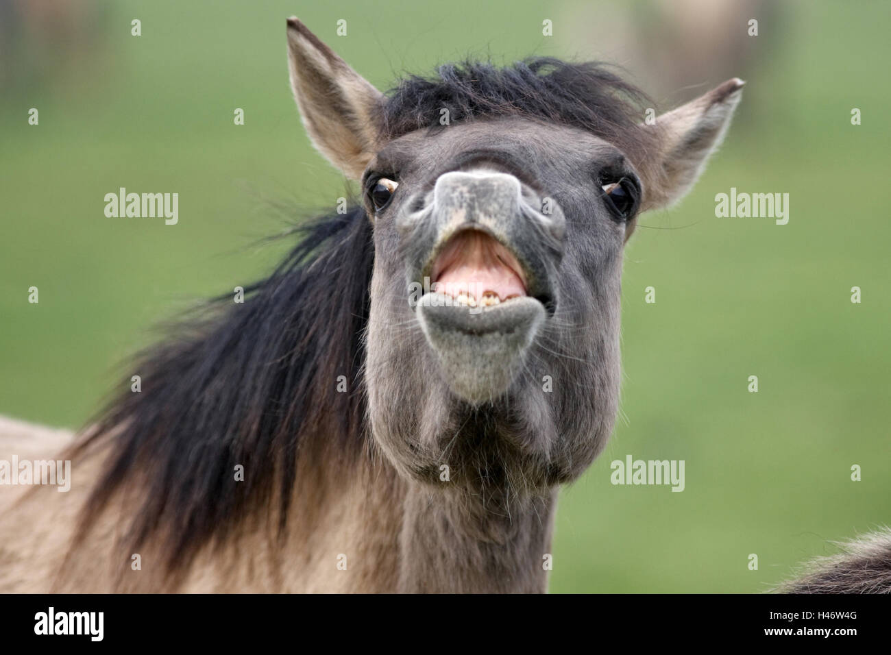 Dulmen Pony, flehmen, portrait, Stock Photo