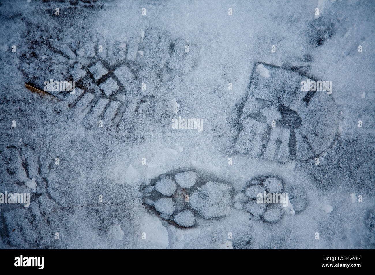 Boot and Dog Prints in Ice and Snow Stock Photo Alamy