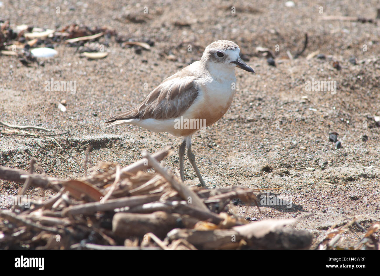 Dotterel, Red-breasted, Charadrius obscurus aquilonius Stock Photo