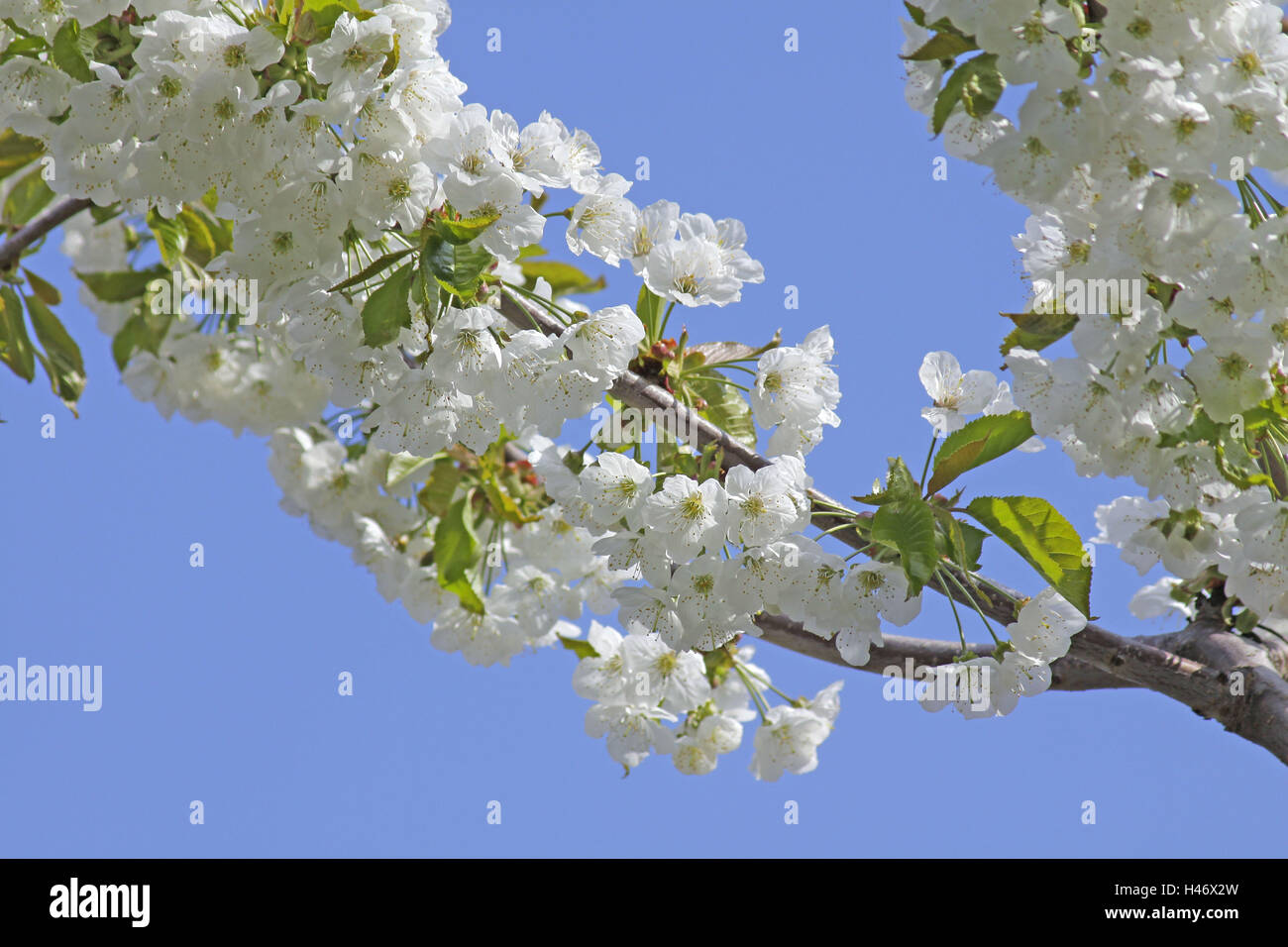 Cherry flowering branch in front of blue sky Stock Photo - Alamy