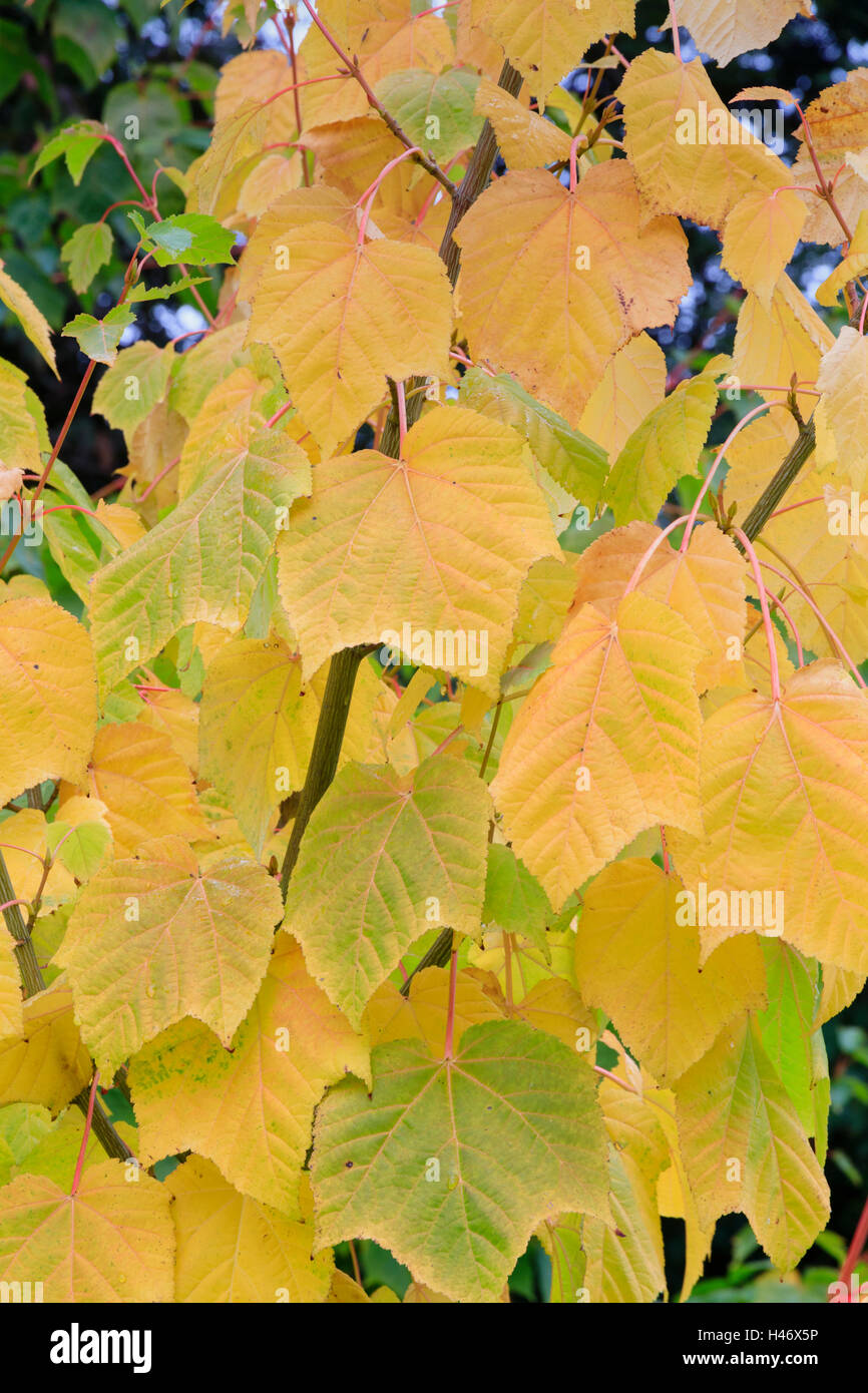 Autumn colour in the foliage of the hardy deciduous tree, Acer 'White