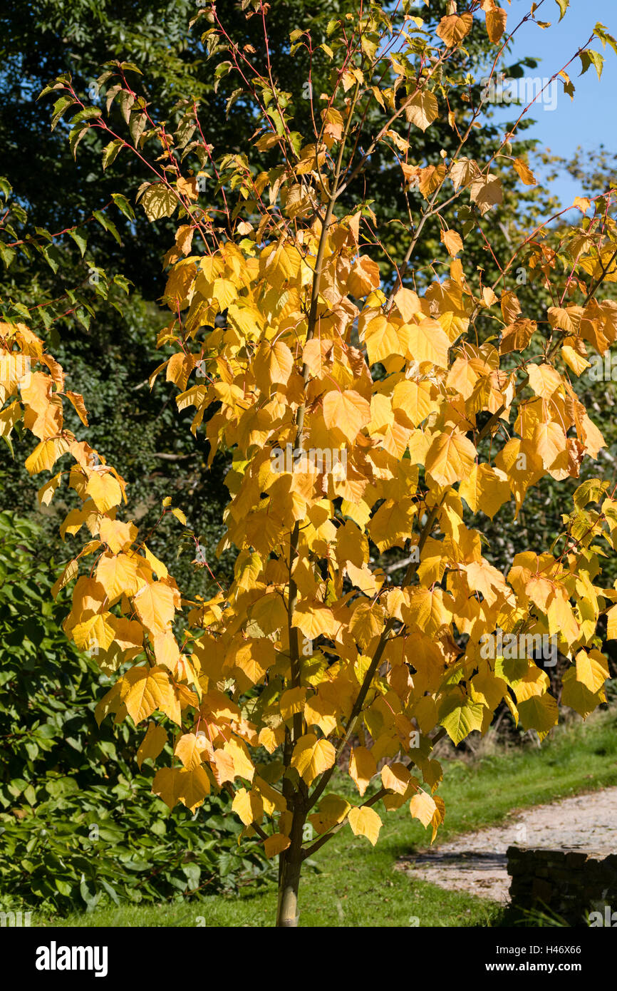 Autumn colour in the foliage of the hardy deciduous tree, Acer 'White