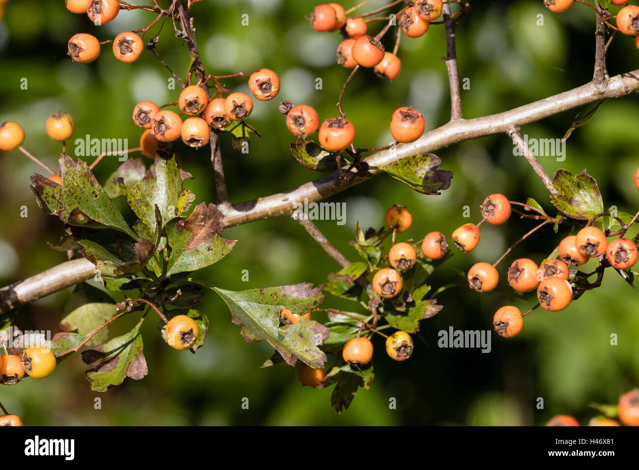 Yellow berried variant of the UK native hawthorn, Crataegus monogyna Stock Photo